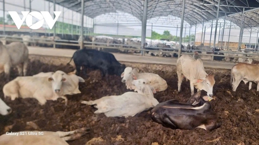 Vụ trại bò sát khu dân cư ở Thanh Hóa: Chủ trang trại phải khắc phục hậu quả